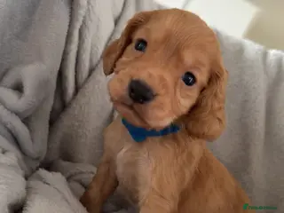 Cocker Spaniel dogs 2 lovely kc reg cocker spaniel remaining - Advert 14