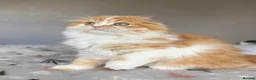 Scottish Fold cats for sale: Scottish Fold TICA Pedigree  - Advert 10