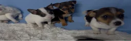 Jack Russell dogs for sale: Miniature Jack Russell puppies in Darwen - Advert 7