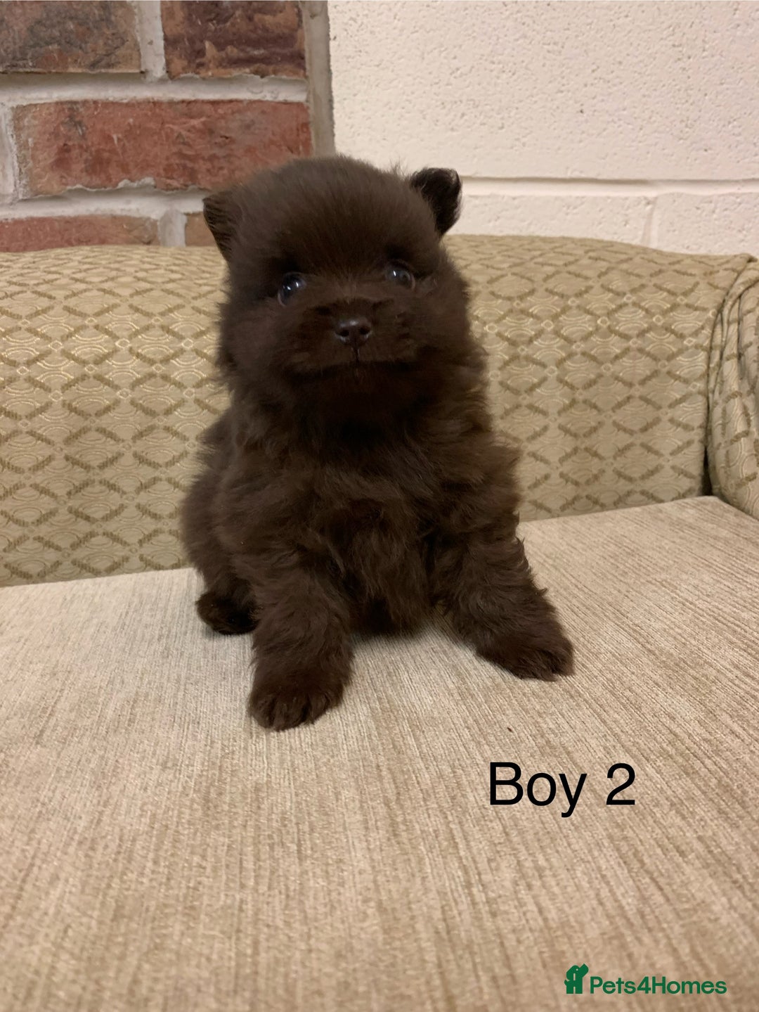Pomeranian dogs for sale: Chocolate Pomeranian boys - Image 8