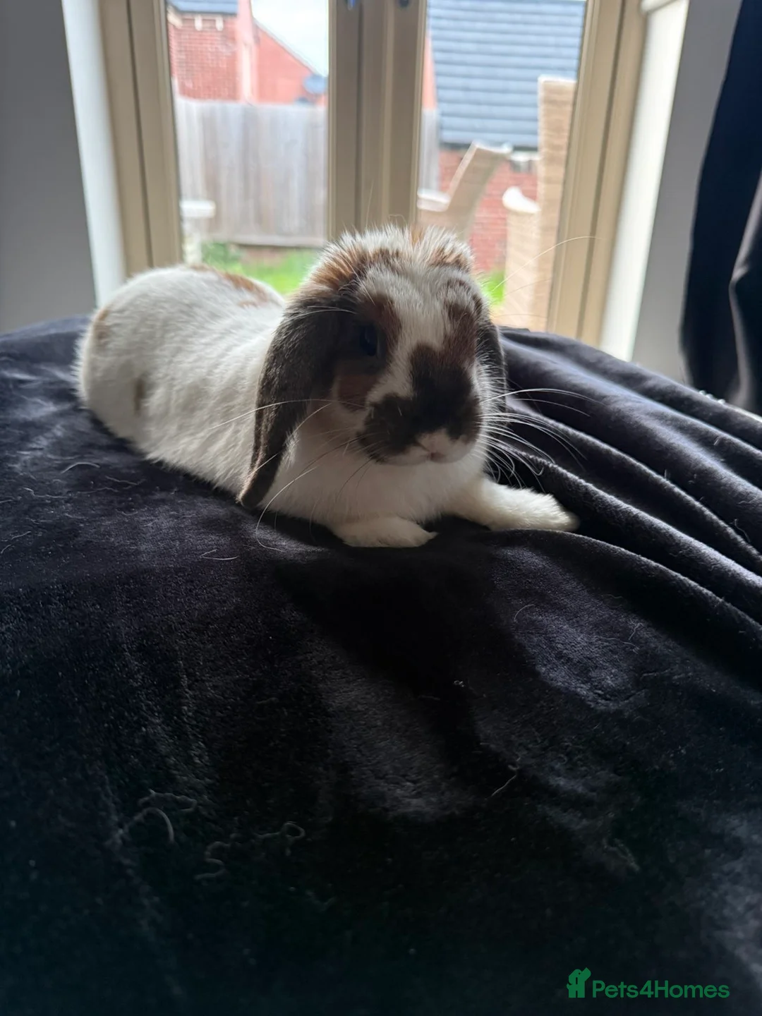 Mixed Breed rabbits for sale: Male Mixed Rabbit in Northampton - Advert 2