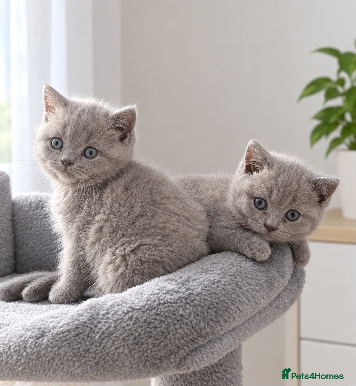 British Shorthair cats Beautiful Bsh kitten READY TOMORROW  - Advert 2
