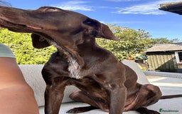 Mixed Breed dogs for adoption: Grace – a quiet, gentle soul needs forever home  - Image 9