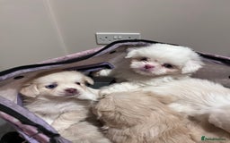 Mixed Breed dogs for sale: Adorable puppies for sale  - Image 8