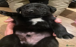 Springador dogs for sale: Springador pups - Image 9