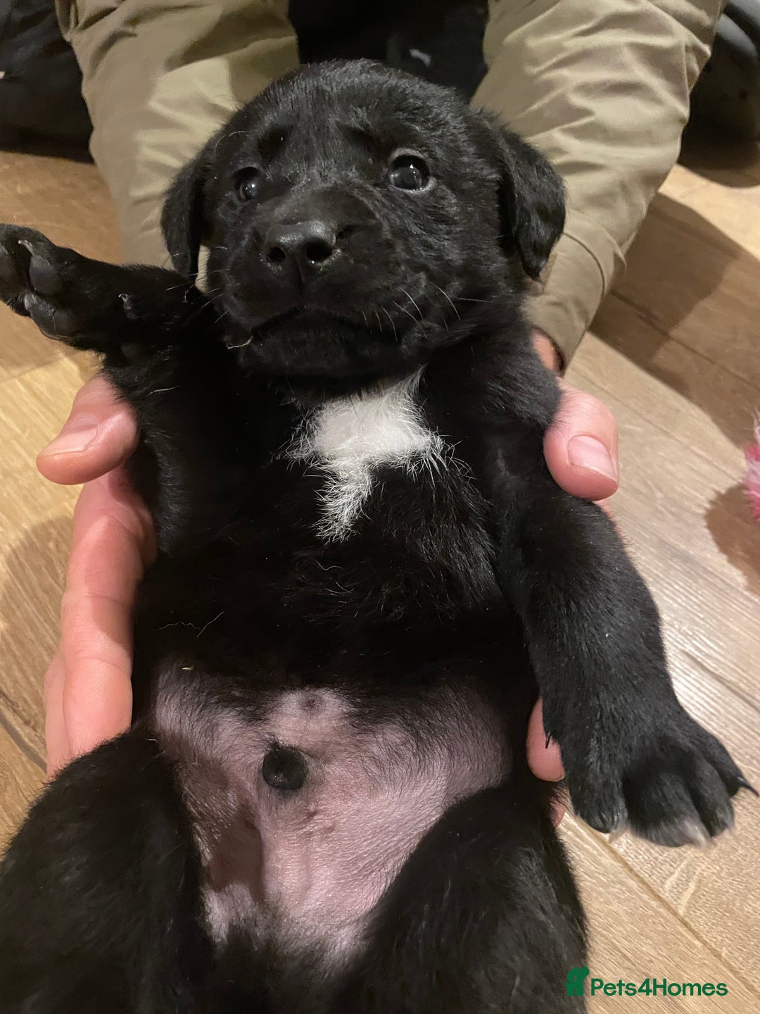 Springador dogs for sale: Springador pups - Image 9