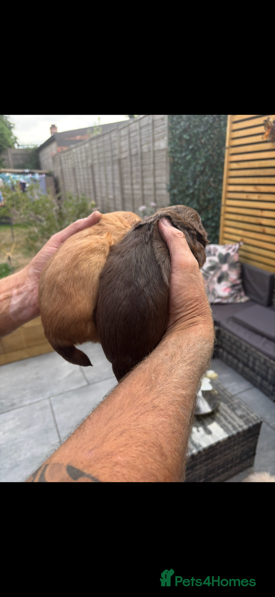 Shih Tzu dogs for sale: Imperial shih tzu puppies - Image 29