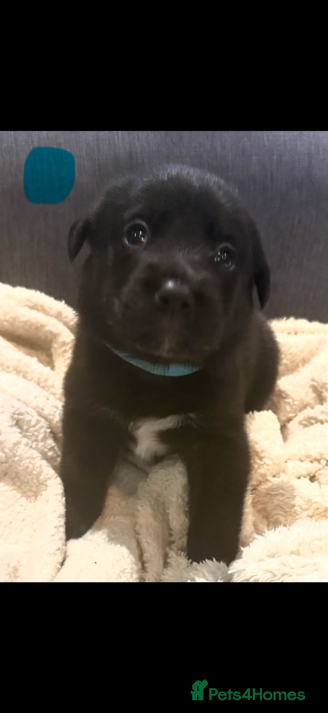 Borador dogs for sale: Perfect addition to any family 🐶🐾 - Advert 4