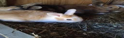 Mini Lop rabbits for sale: Baby lops - Advert 4