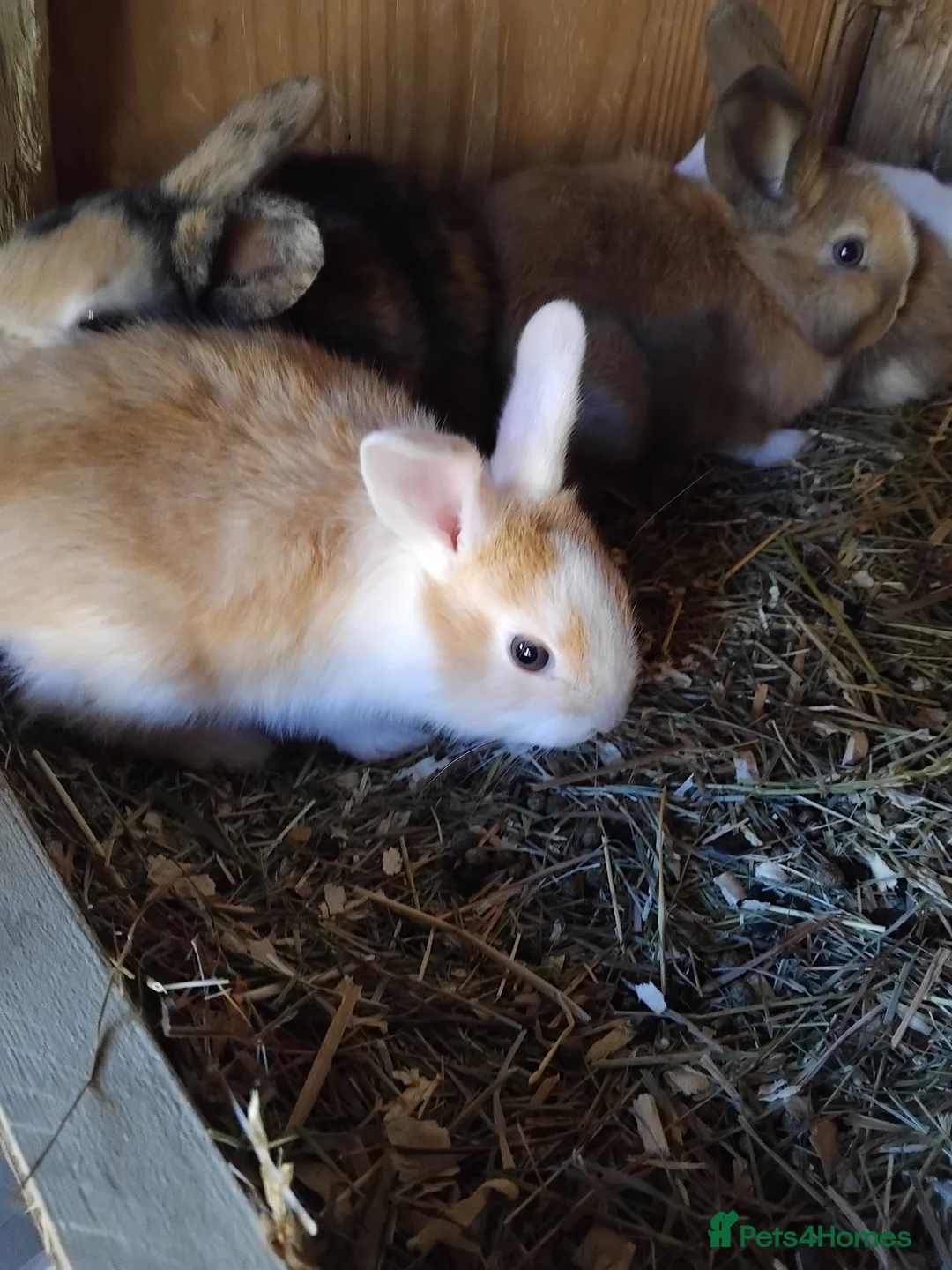 Mini Lop rabbits for sale: Baby lops - Advert 4