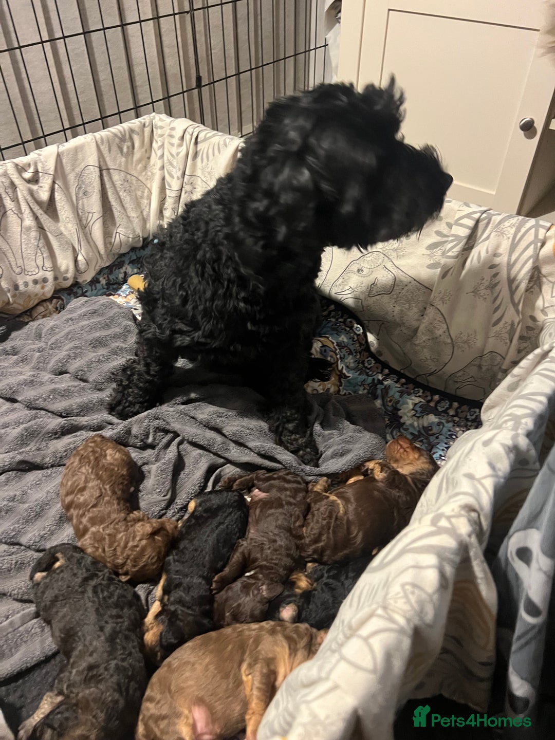 Cockapoo dogs for sale: Cockapoo puppies  - Image 5