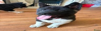 Akita 2