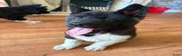 Akita dogs for sale: Wanted: new home for male Akita puppies ready now! - Advert 13