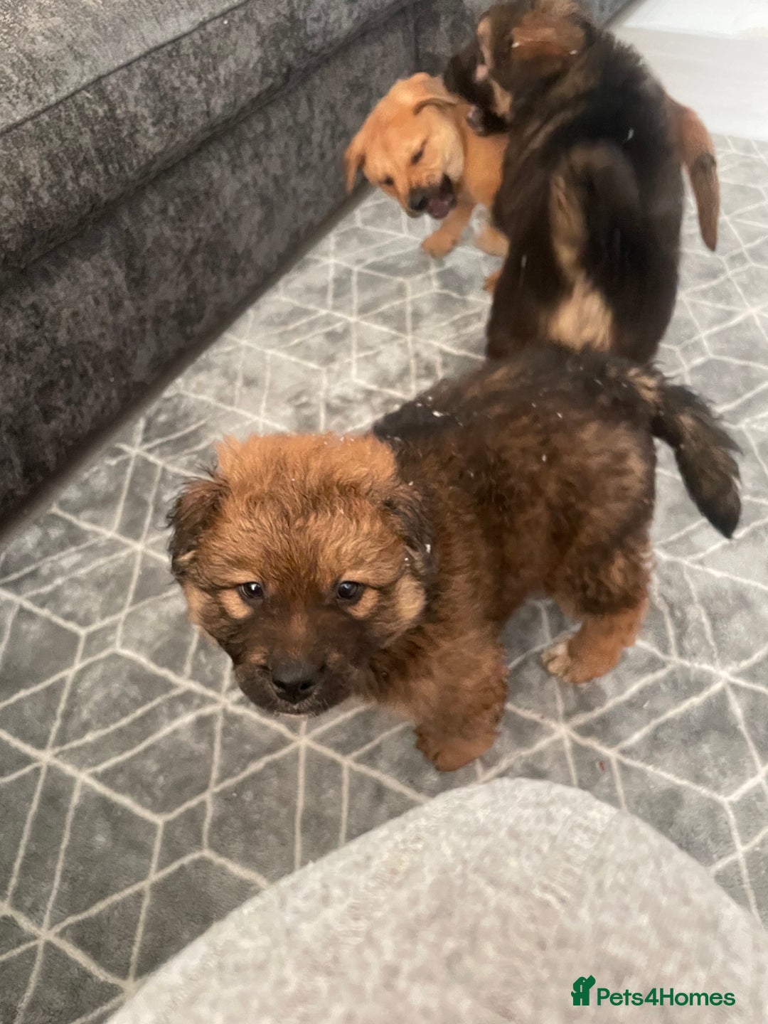 Mixed Breed dogs for sale: *only 1 male left* Malkita puppies 4 boys - Advert 31