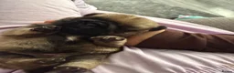 Pug dogs for sale: Stunning pug puppies for sale  - Advert 11
