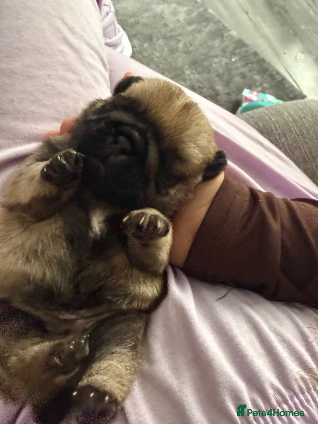 Pug dogs for sale: Stunning pug puppies for sale  - Advert 11