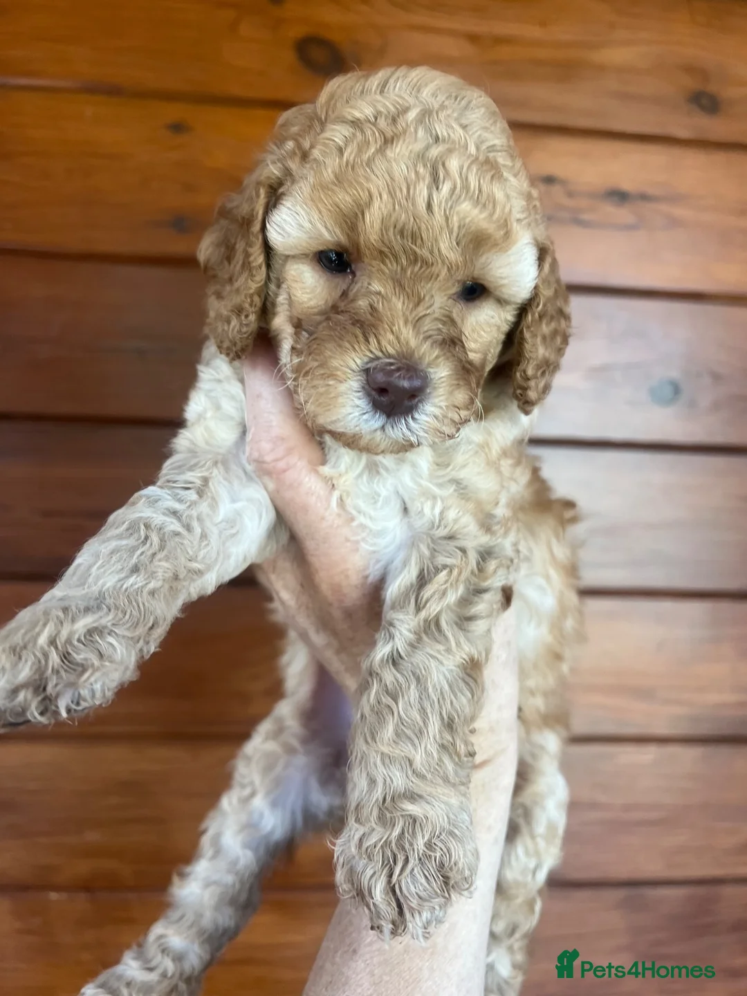 Cockapoo dogs for sale: Stunning Cockapoo Puppies - Advert 24
