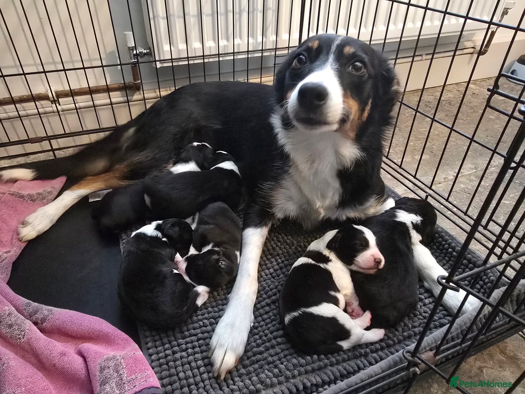 Sprollie dogs for sale: Sprollie Puppies - Image 3