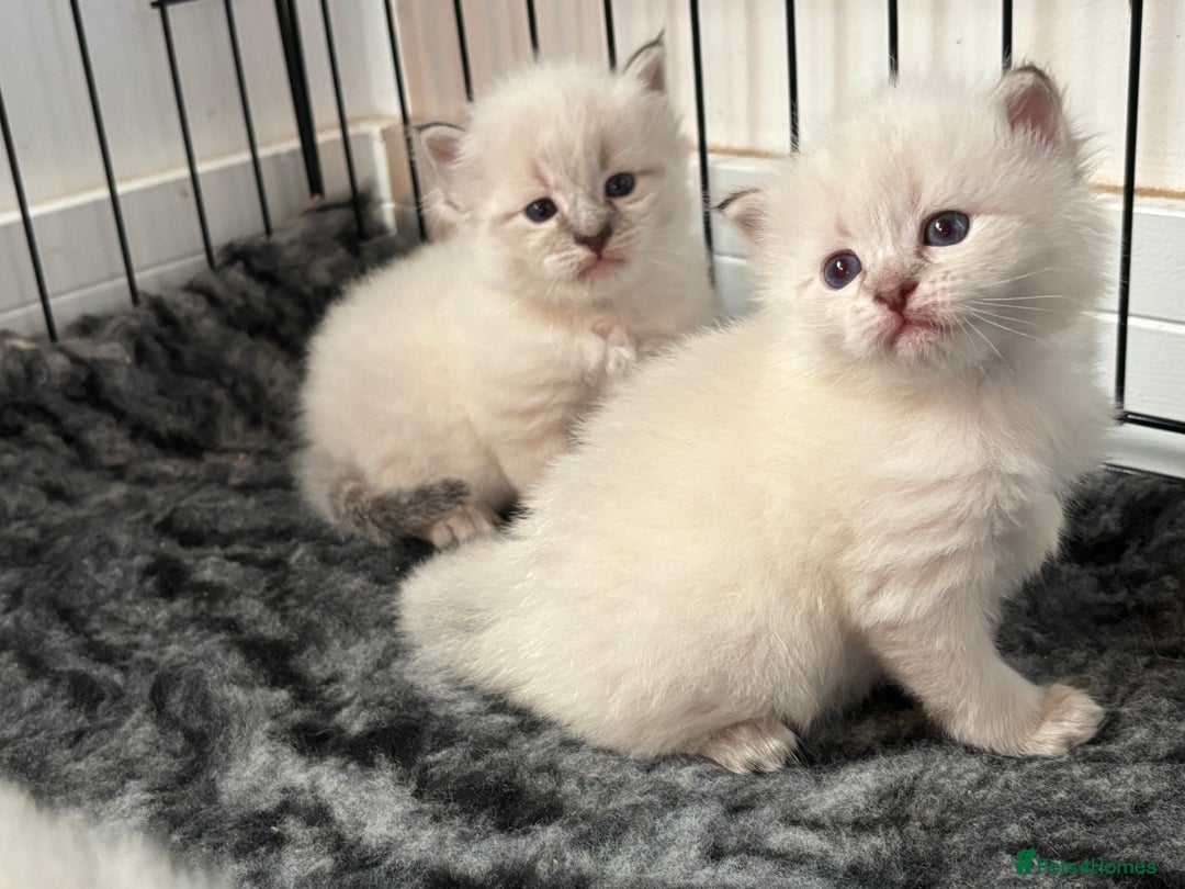 Siberian cats for sale: 🌓Word Champion Grandfather 🌖 - Advert 6