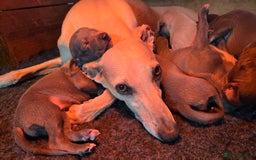 Italian Greyhound dogs for sale: **Wiggys (Whippet/Italian Greyhound)** - Image 14