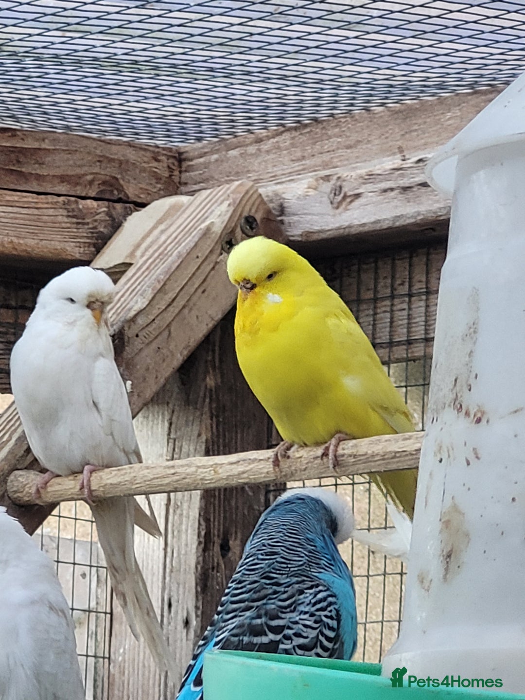 Budgerigars birds for sale: Budgies. Various colours. - Advert 9
