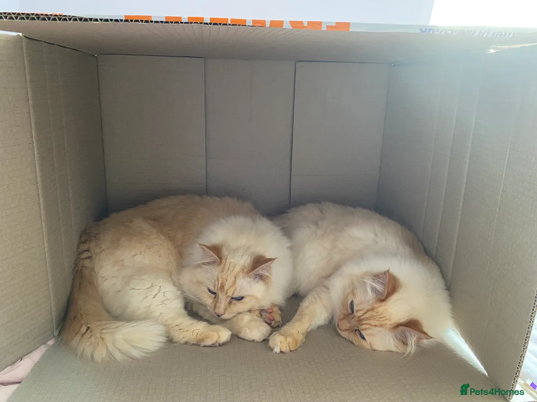 Ragdoll cats for sale: 2 ragdoll 8 year old brothers - Advert 7