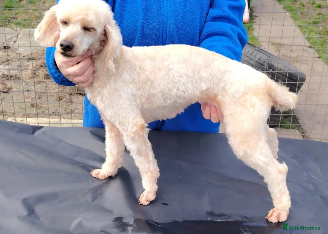 Miniature Poodle dogs for sale: Miniature Poodle - Advert 2