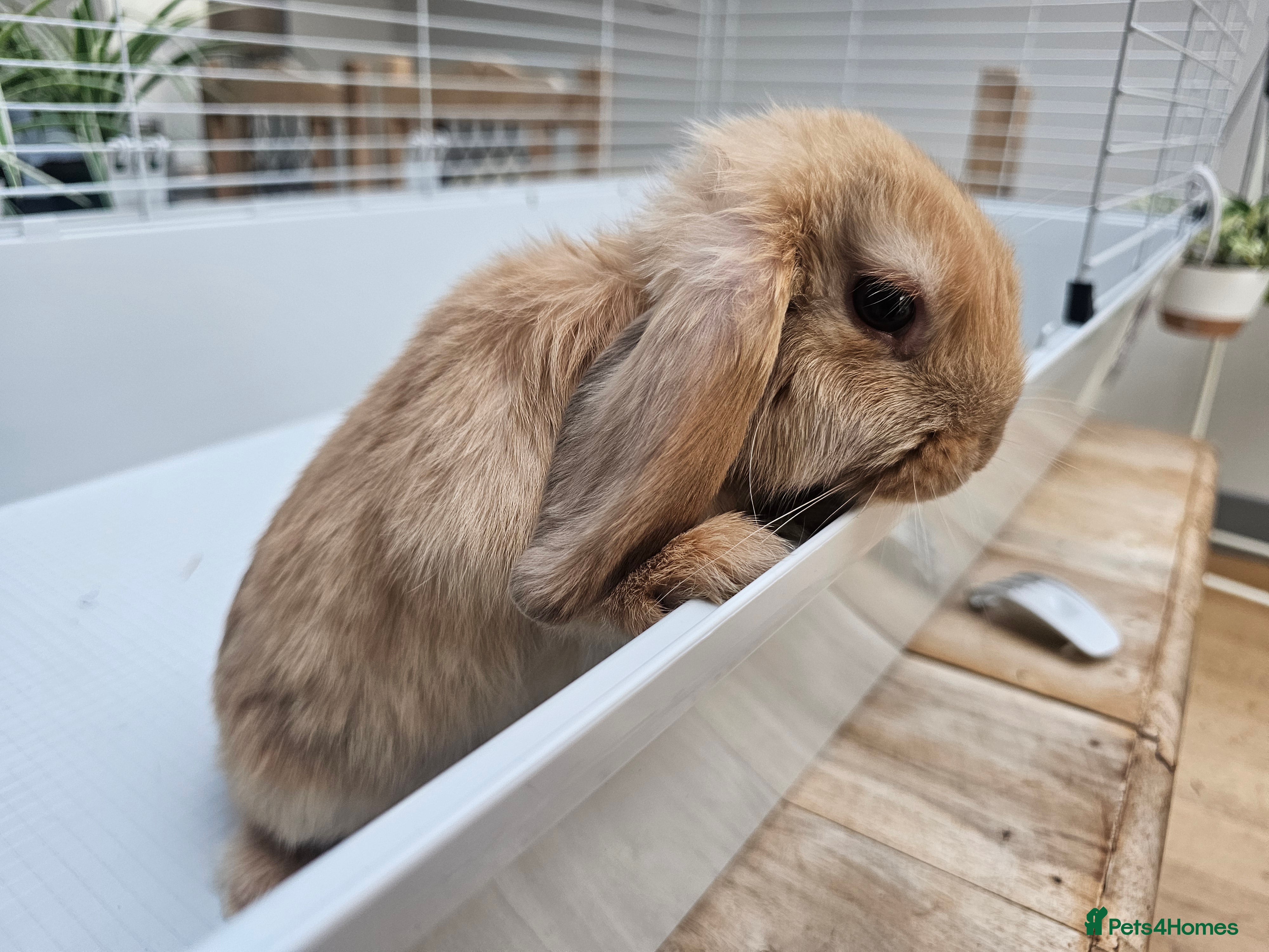 Mini Lop rabbits Mini lop girls - Advert 3