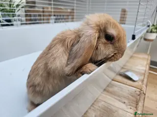 Mini Lop rabbits Mini lop girls - Advert 3