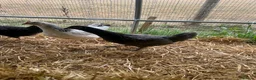 Chickens poultry for sale: Point of lay hybrid hens  - Advert 5