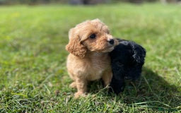 Cockapoo dogs for sale: F1 cockapoos - Image 8
