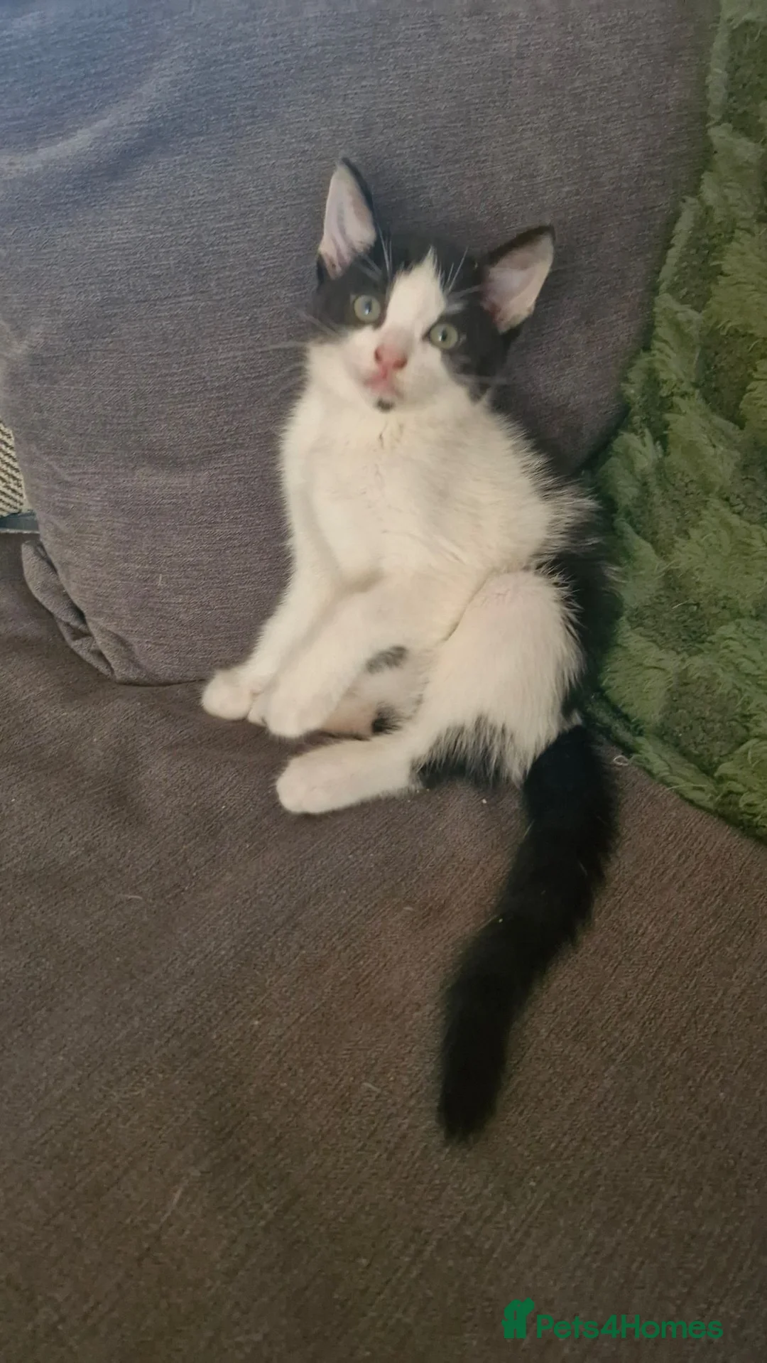 Mixed Breed cats for sale: 4 female kittens available  in Glasgow - Advert 2