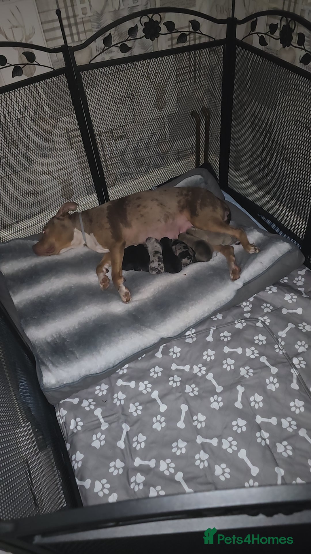 Mixed Breed dogs for sale: Staffy x Japanese akitas and cane corso pups - Advert 1