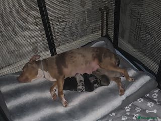 Mixed Breed dogs Staffy x Japanese akitas and cane corso pups - Advert 19