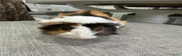 Guinea Pig rodents for sale: Pretty female guinea pigs available now. - Advert 13