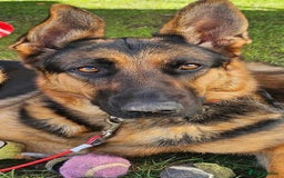 German Shepherd dogs for sale: Stunning German shepherd puppies  - Image 12
