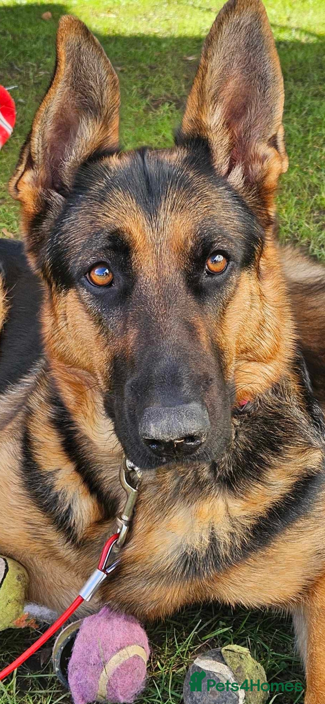 German Shepherd dogs for sale: Stunning German shepherd puppies  - Image 12