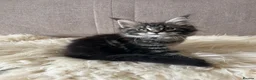 Maine Coon cats for sale: ⭐️Beautiful Maine Coon Kittens⭐️ - Advert 32
