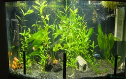 Live Bearers fish for sale: Tropical fish for sale 6 for £10 in Prescot - Image 26