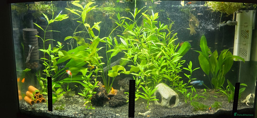 Live Bearers fish for sale: Tropical fish for sale 6 for £10 in Prescot - Image 26