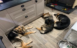 German Shepherd dogs for sale: REX - German Shepherd Boy - 15 months old  - Image 14