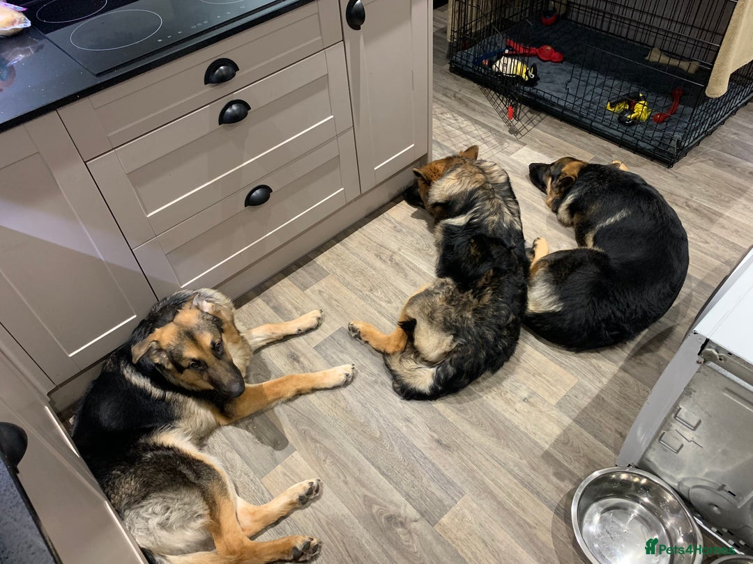 German Shepherd dogs for sale: REX - German Shepherd Boy - 15 months old  - Image 14