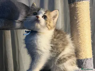British Longhair cats BLH Adorable unique kittens TICA - Advert 3