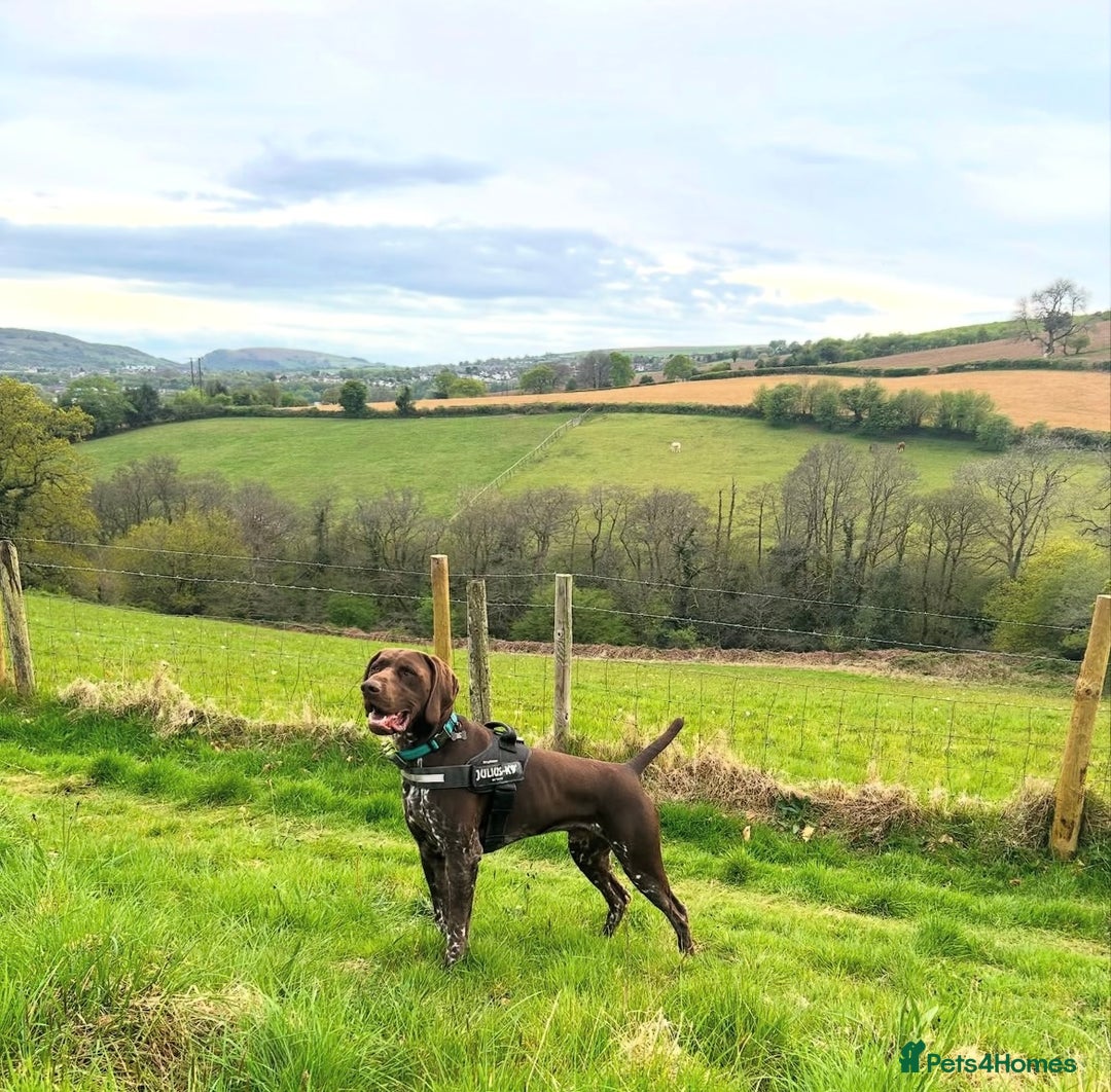 German Shorthaired Pointer dogs for stud: GSP Available for stud - Image 2