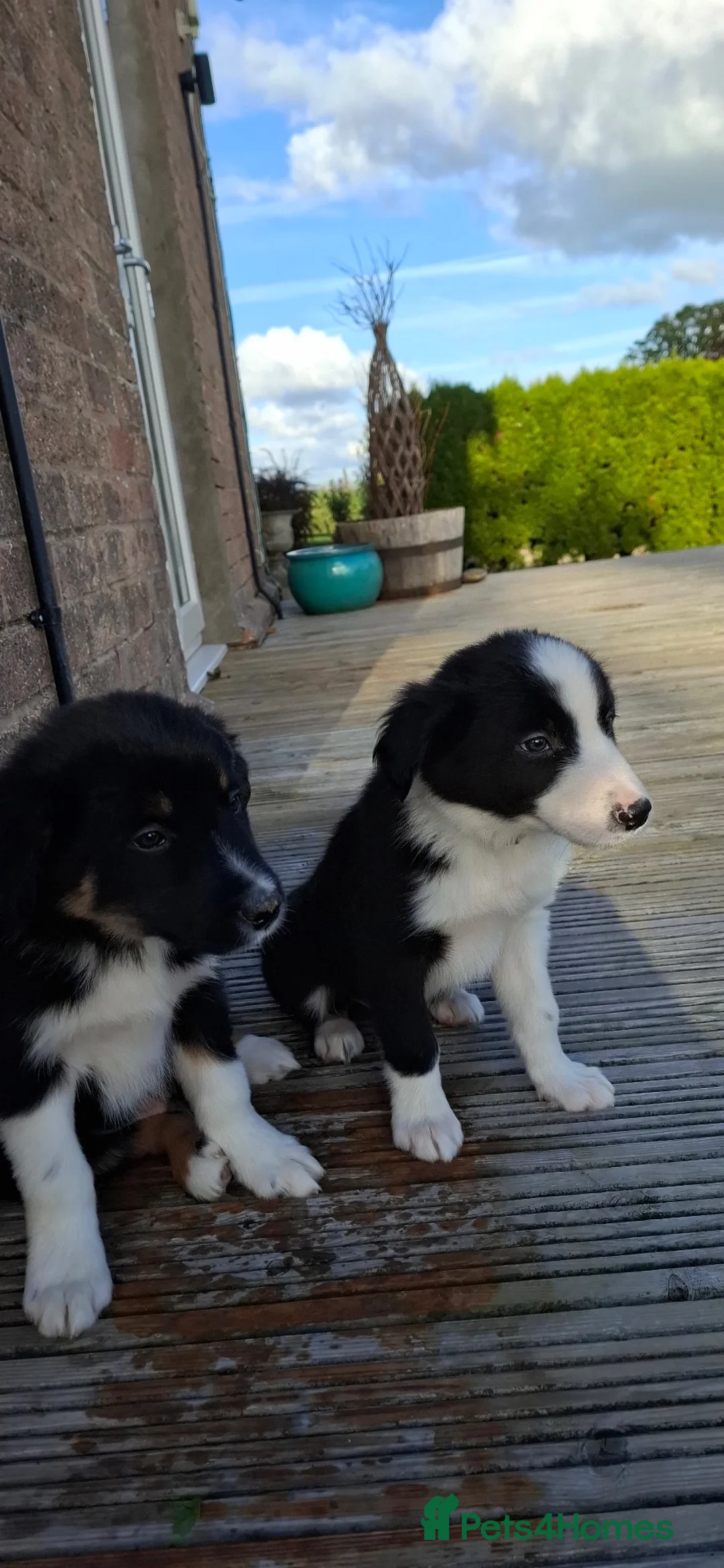 Border Collie dogs for sale: Border collie pups ready for their new homes - Advert 11
