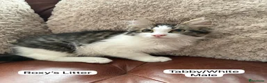 Tabby/White