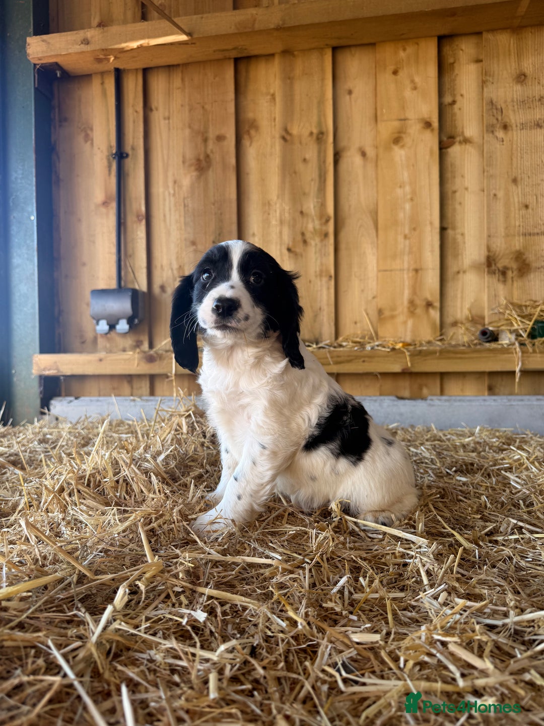 Cocker Spaniel dogs for sale: Working cockerspaniel puppies  - Advert 6