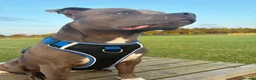 Staffordshire Bull Terrier dogs for stud: Blue Staffie Stud - Advert 2