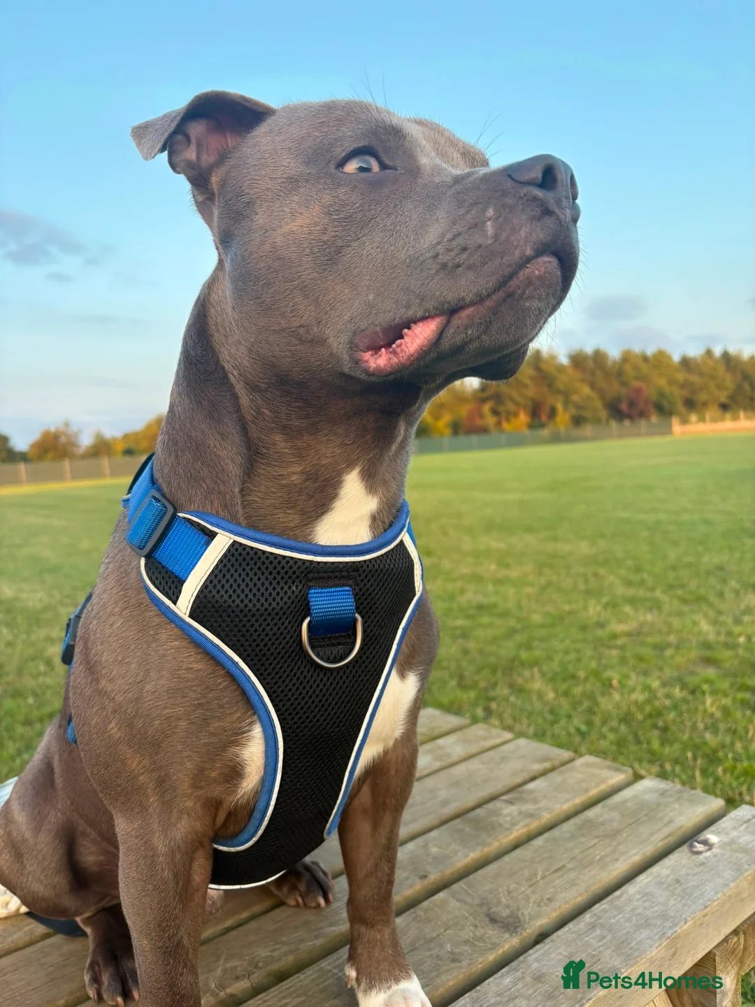 Staffordshire Bull Terrier dogs for stud: Blue Staffie Stud - Advert 2