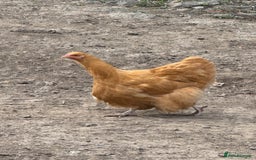 Chickens poultry for sale: Laying hens for sale - Image 9
